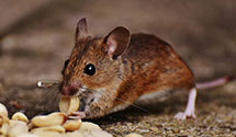 24 Hour & Emergency Exterminators in Washingtons Birthplace, VA